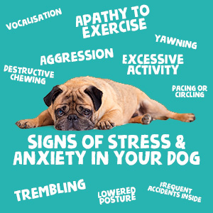 Signs of Stress & Anxiety in your dog