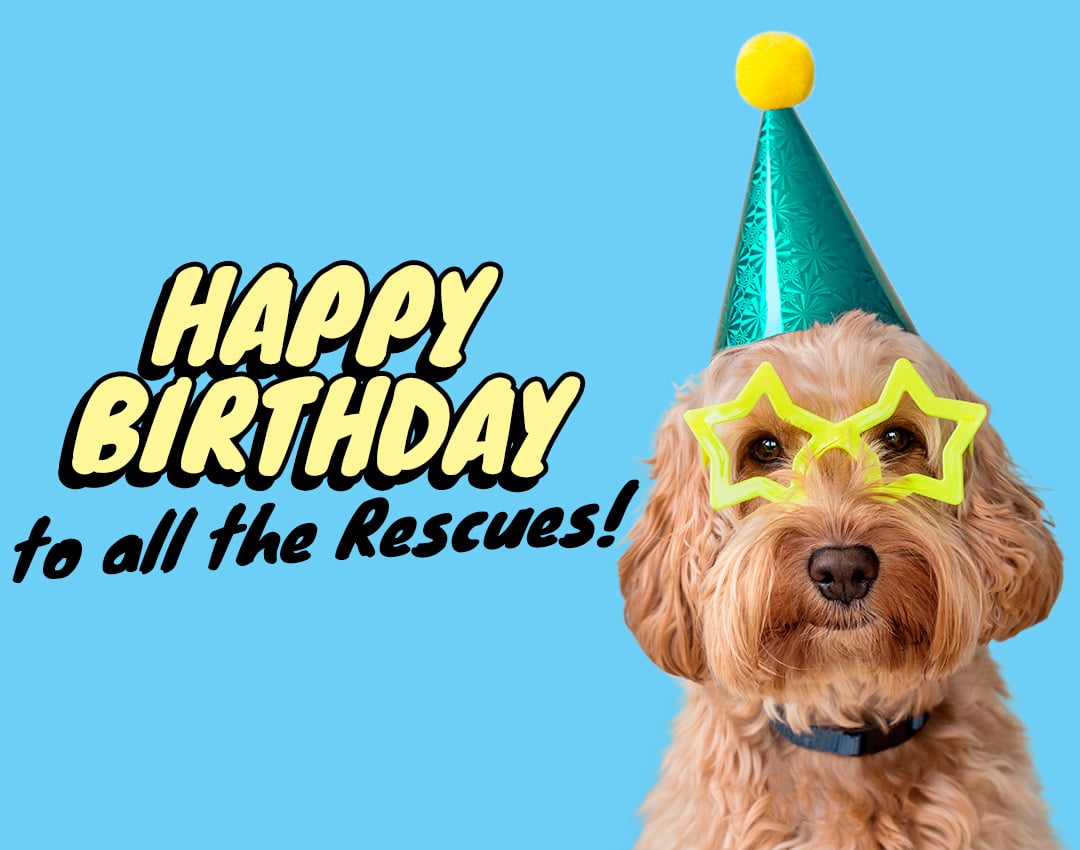 Happy Birthday to all the rescues