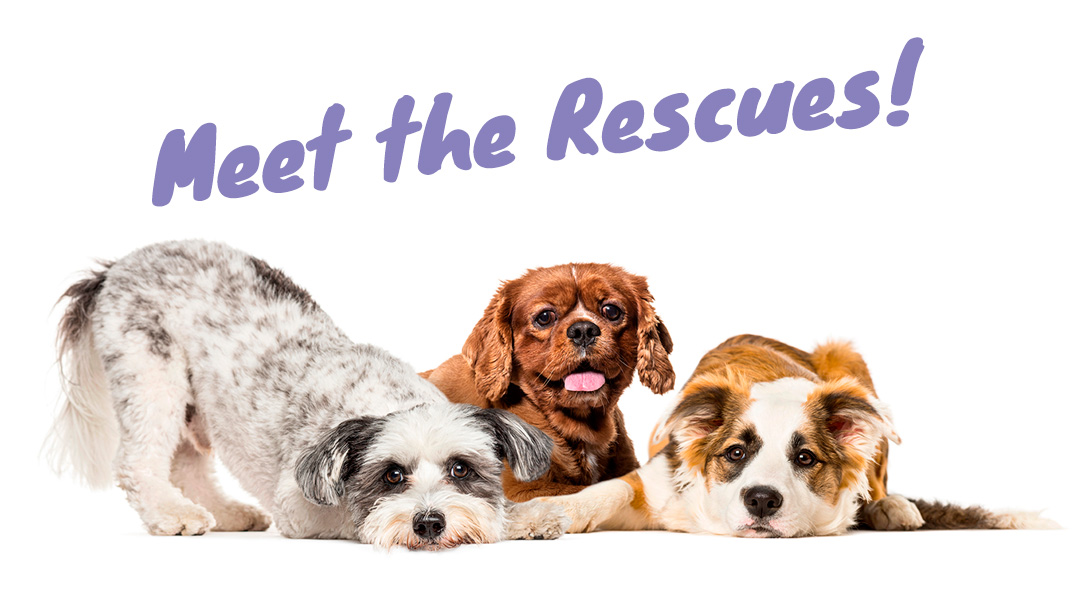 Meet the rescues!