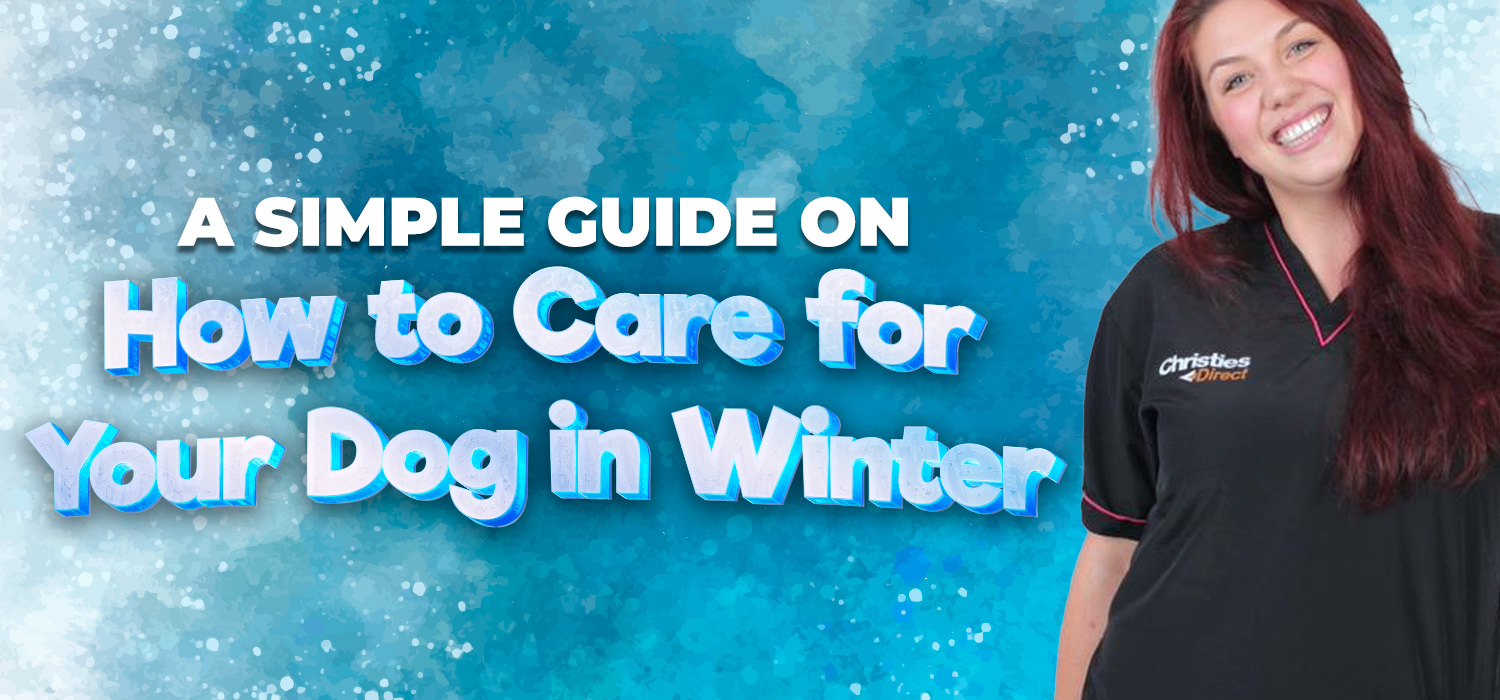 Caring for dogs in winter