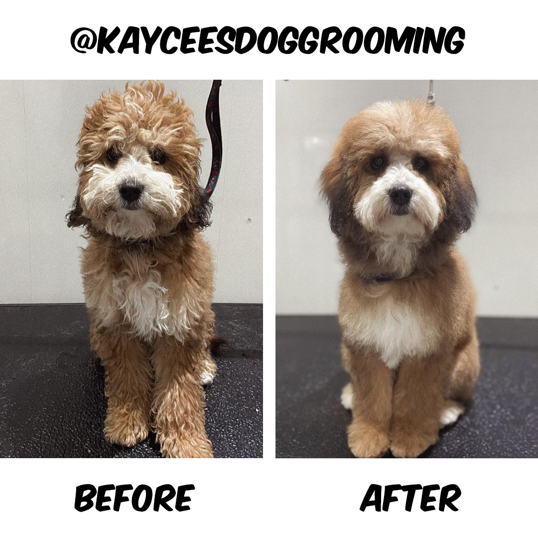 Dog Before and After Groom