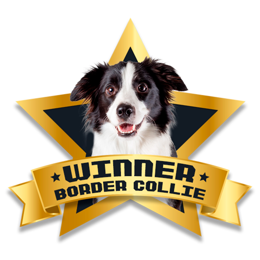 Winner Border Collie