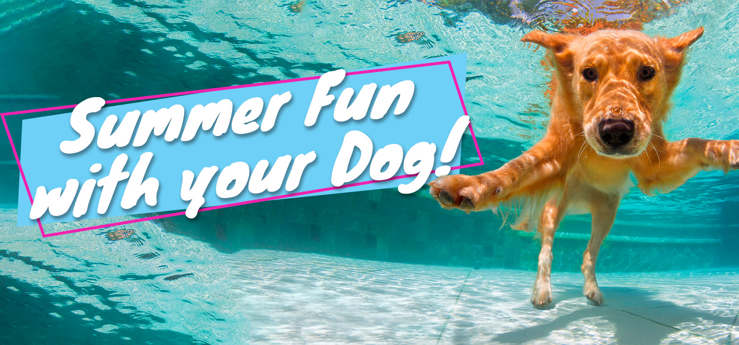 Summer fun with your dog