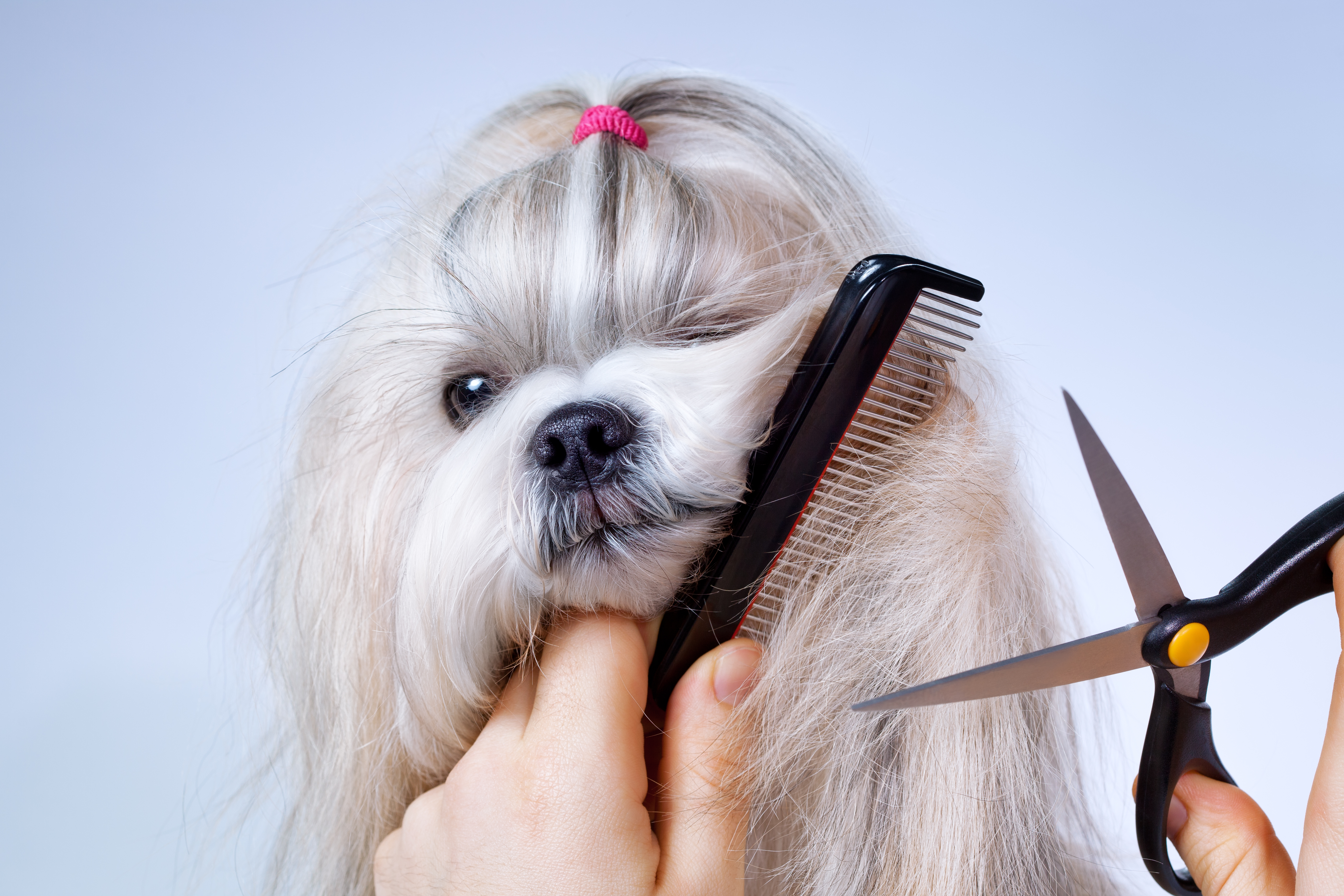 Christies Direct dog Grooming Online