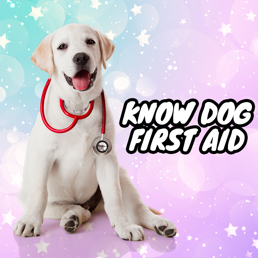Christies Direct dog Health Blog