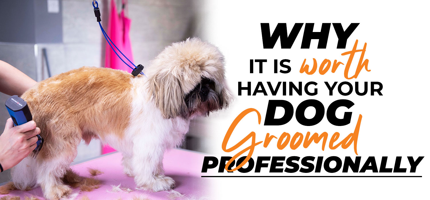 dog being groomed with text "why it's worth having your dog groomed professionally"