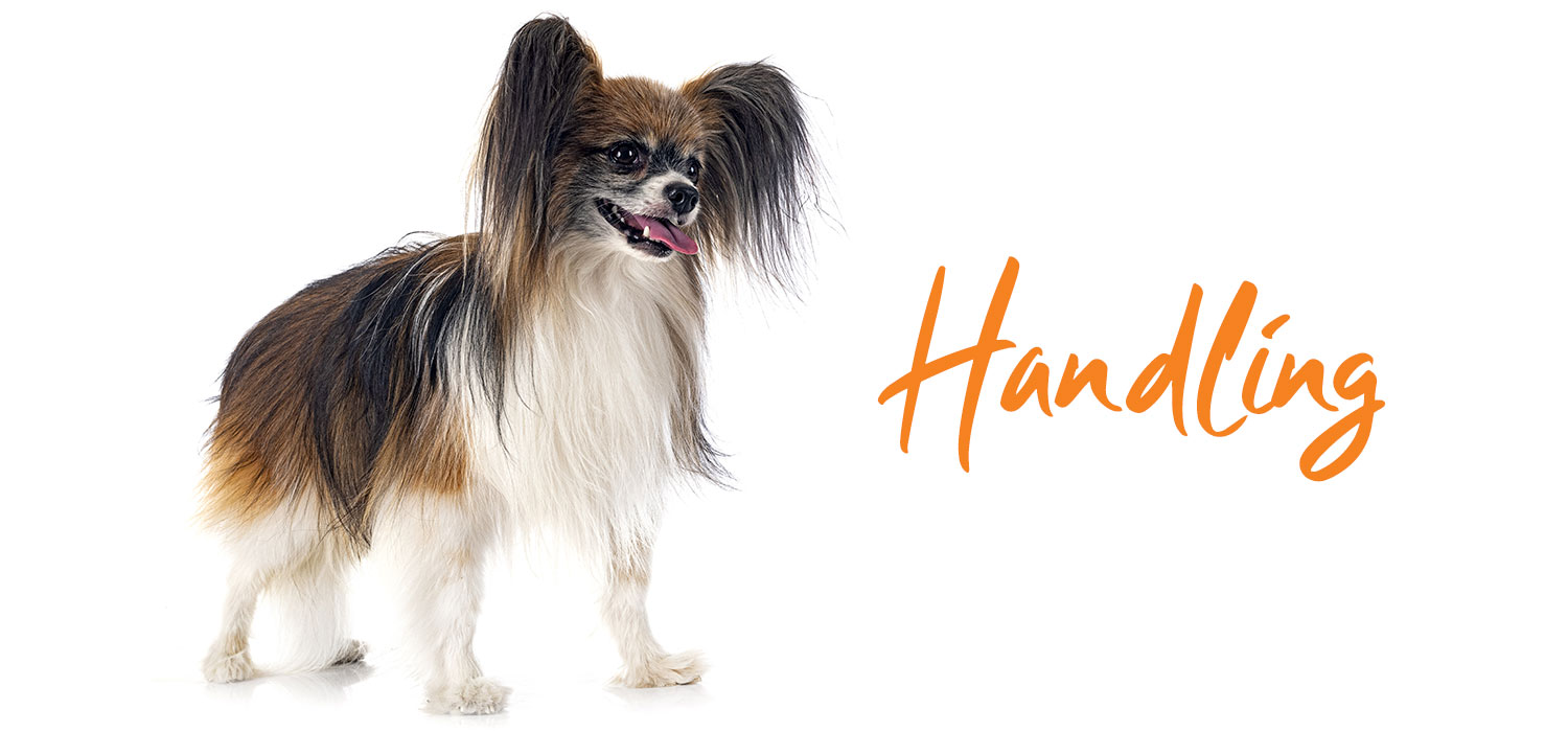 Papillion dog with text "handling"