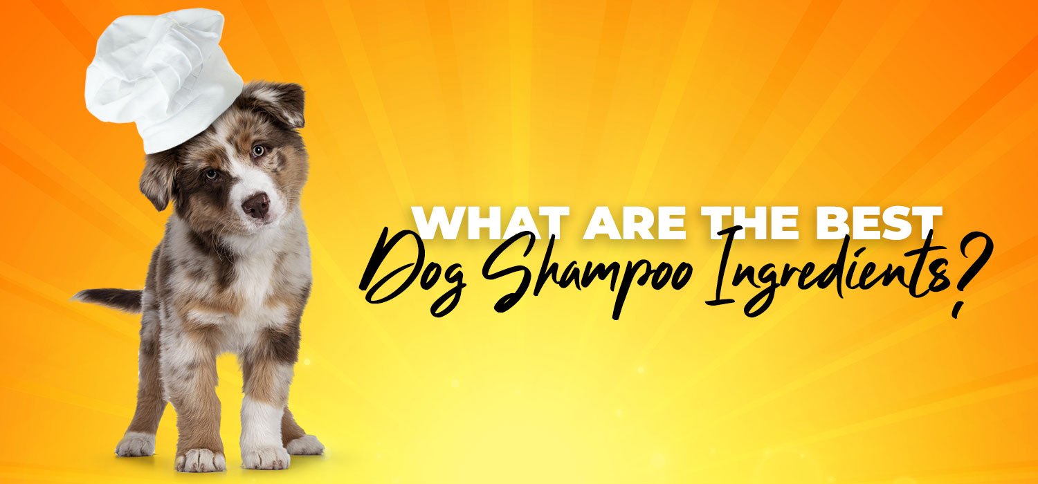 what are the best dog shampoo ingredients