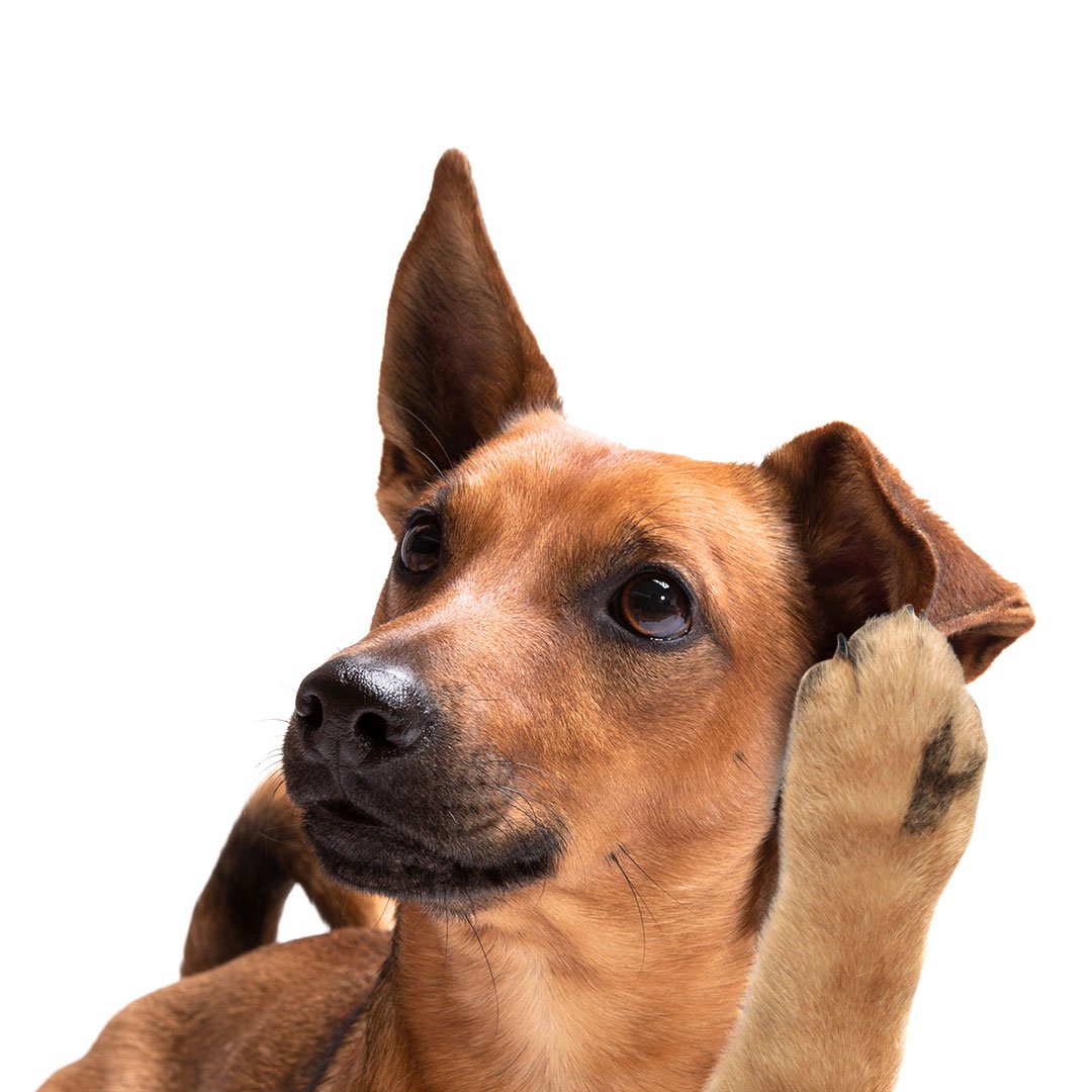 dog holding down ears