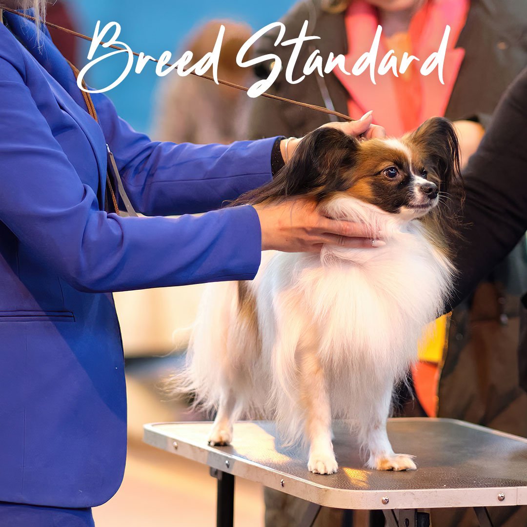 Breed standard dog trim