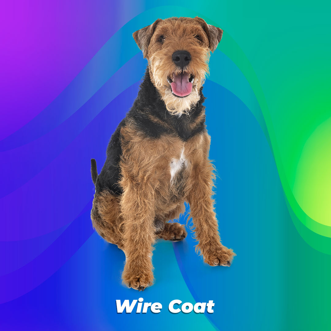 wire coated dog