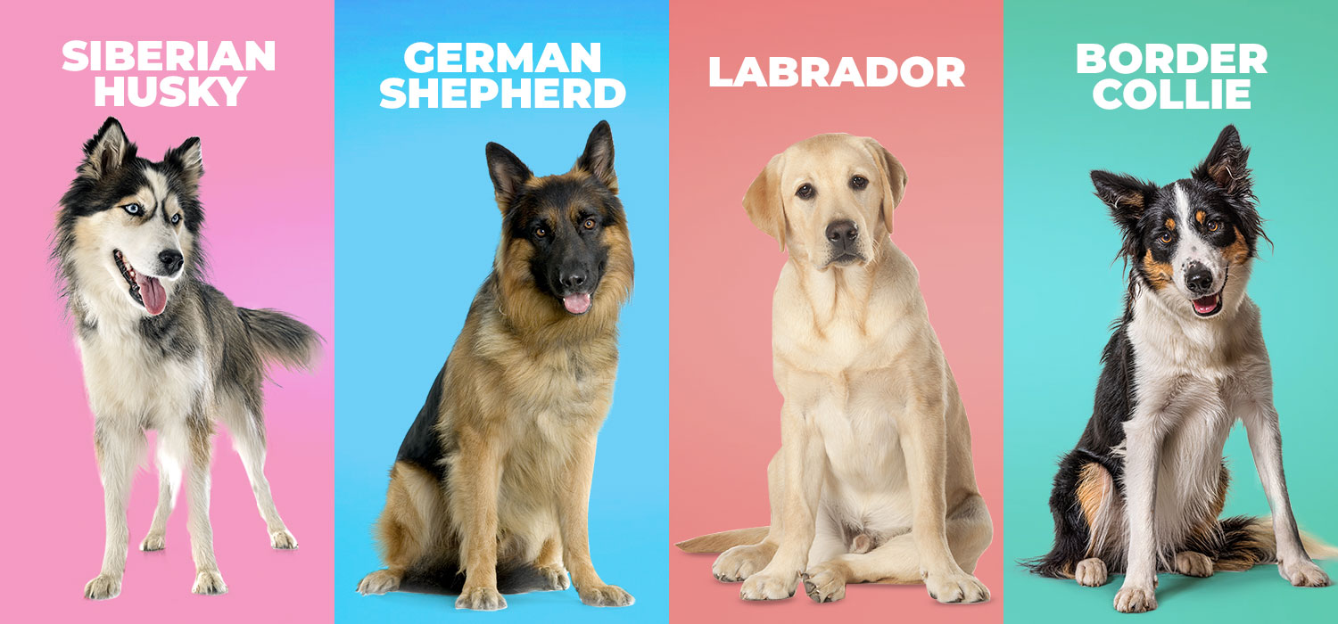 Siberian Husky German Shepherd Labrador and Border Collie labled images