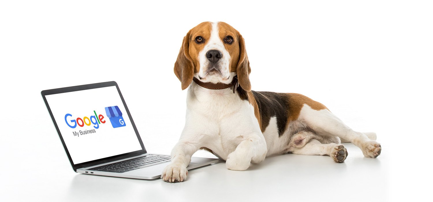 dog with laptop with google my business logo