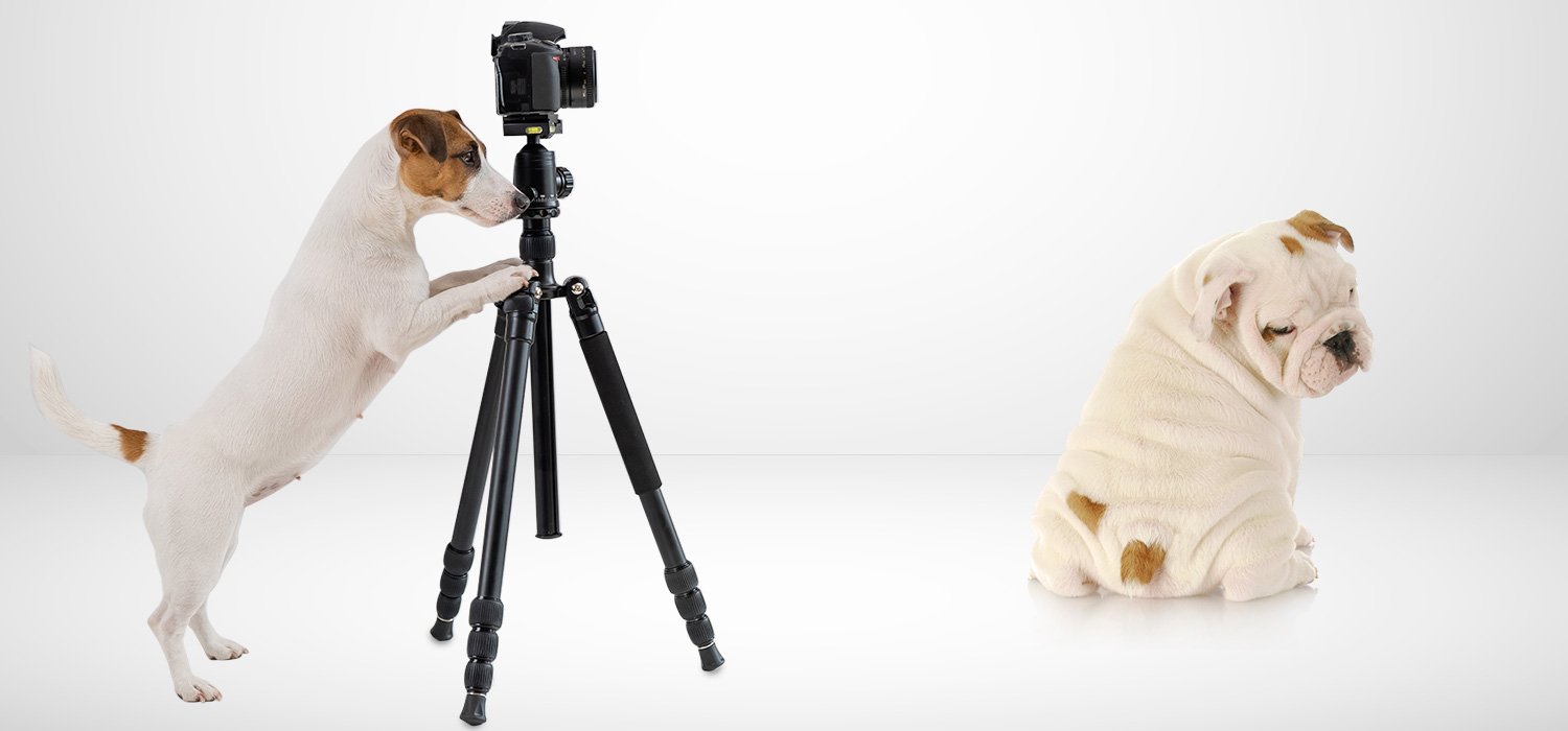 dog with camera