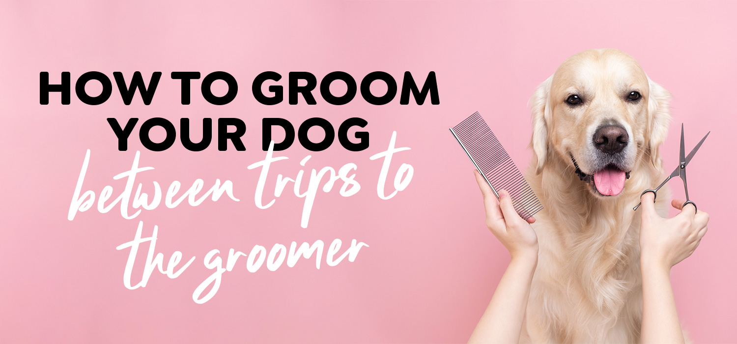 how to groom your dog between trips to the groomer