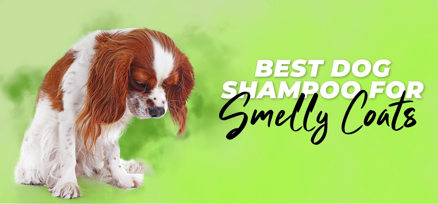the best dog shampoo for smelly coats