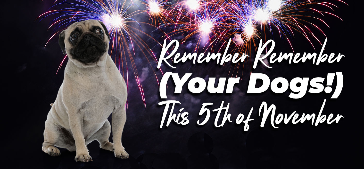 remember your dogs this 5th of november