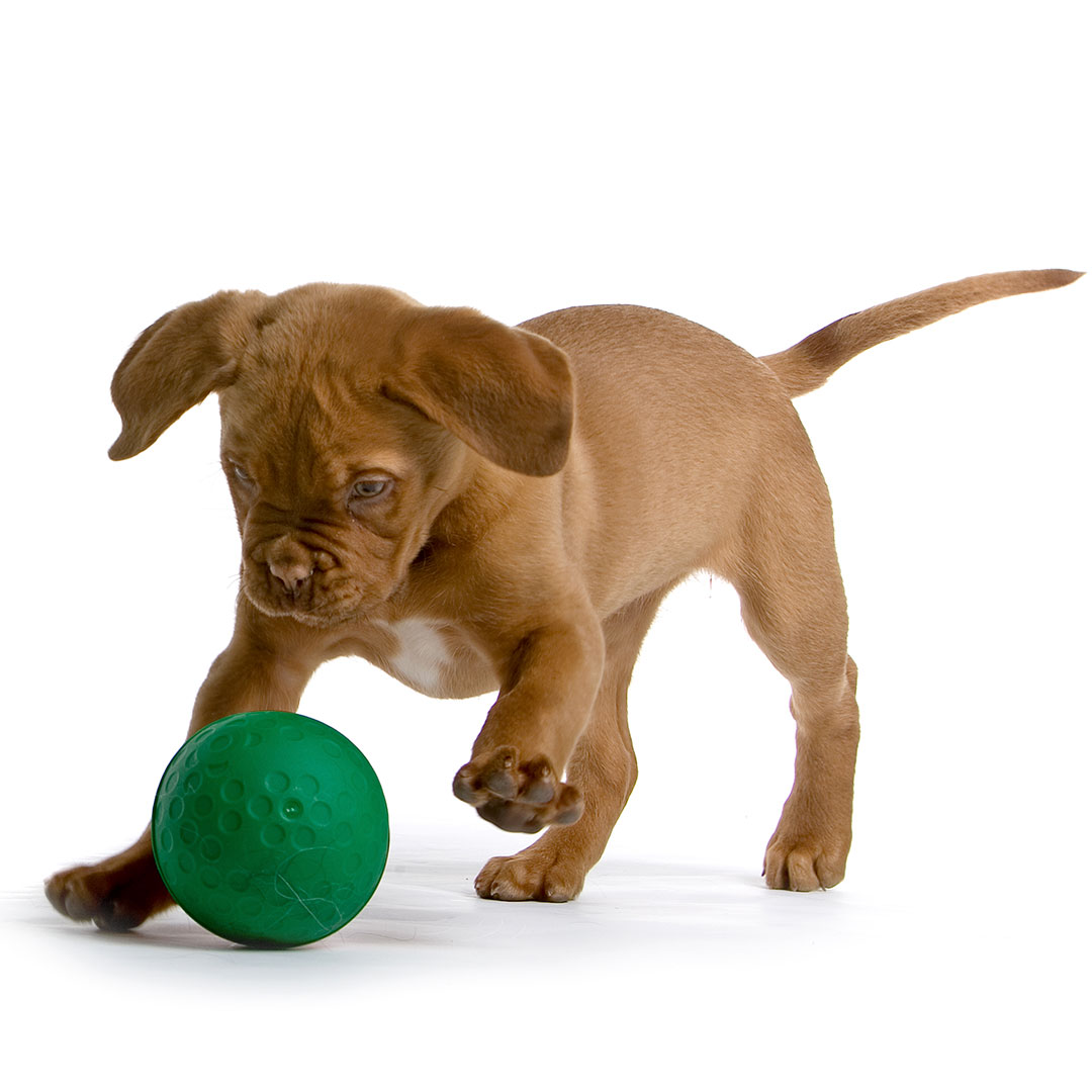 dog chasing ball