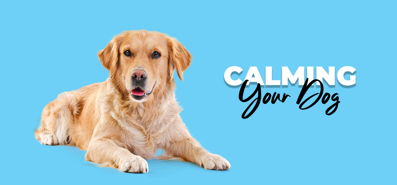 golden retriever wit text calming your dog