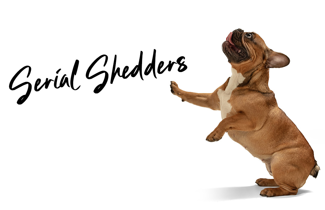 serial shedders with french bulldog