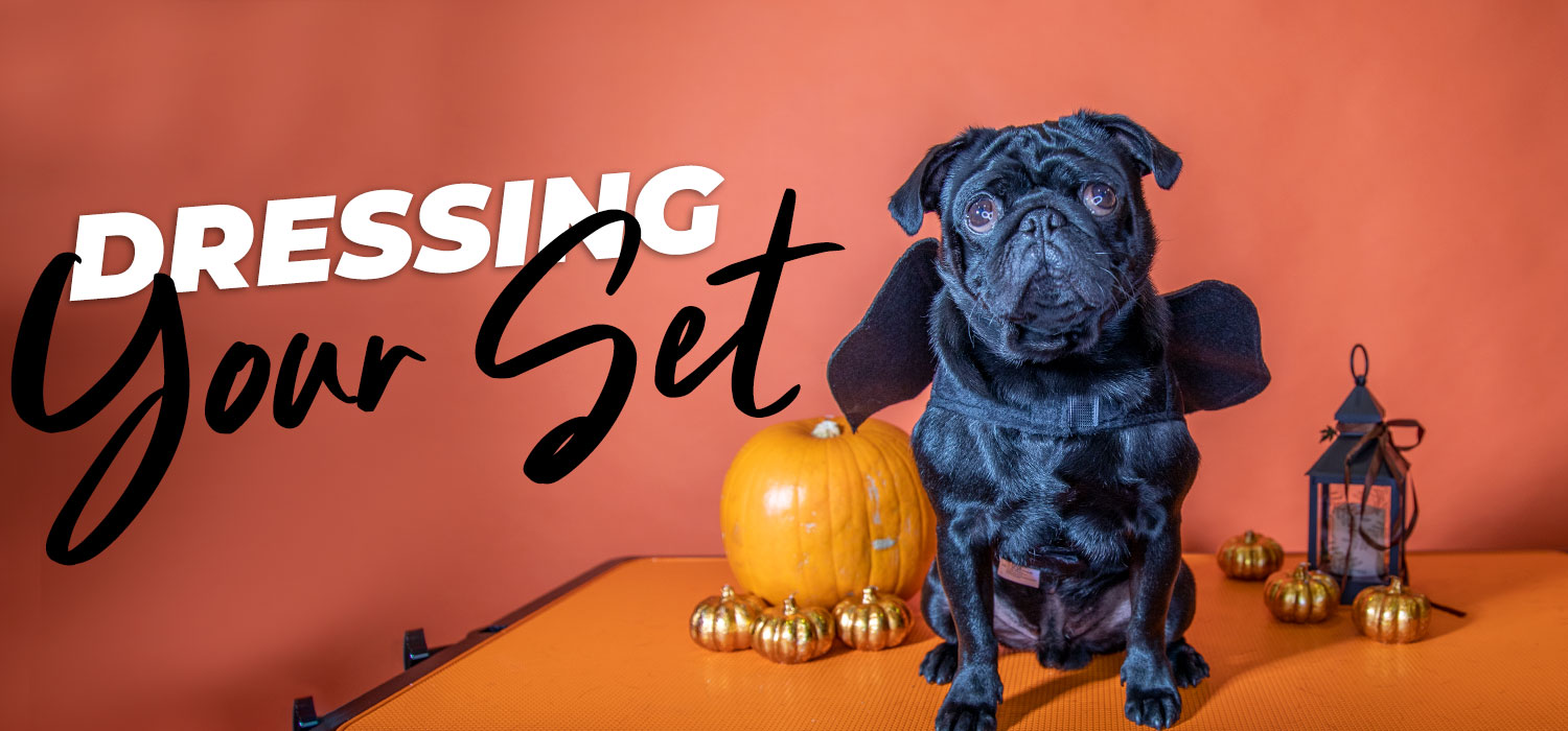 pug with halloween background