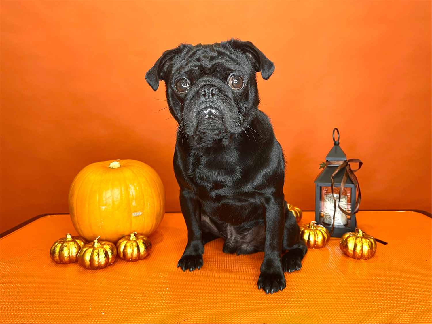 black pug with halloween background