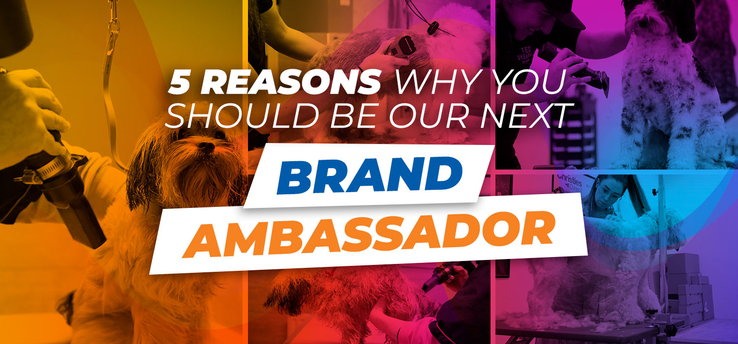 5 reasons you should be our next brand ambassador