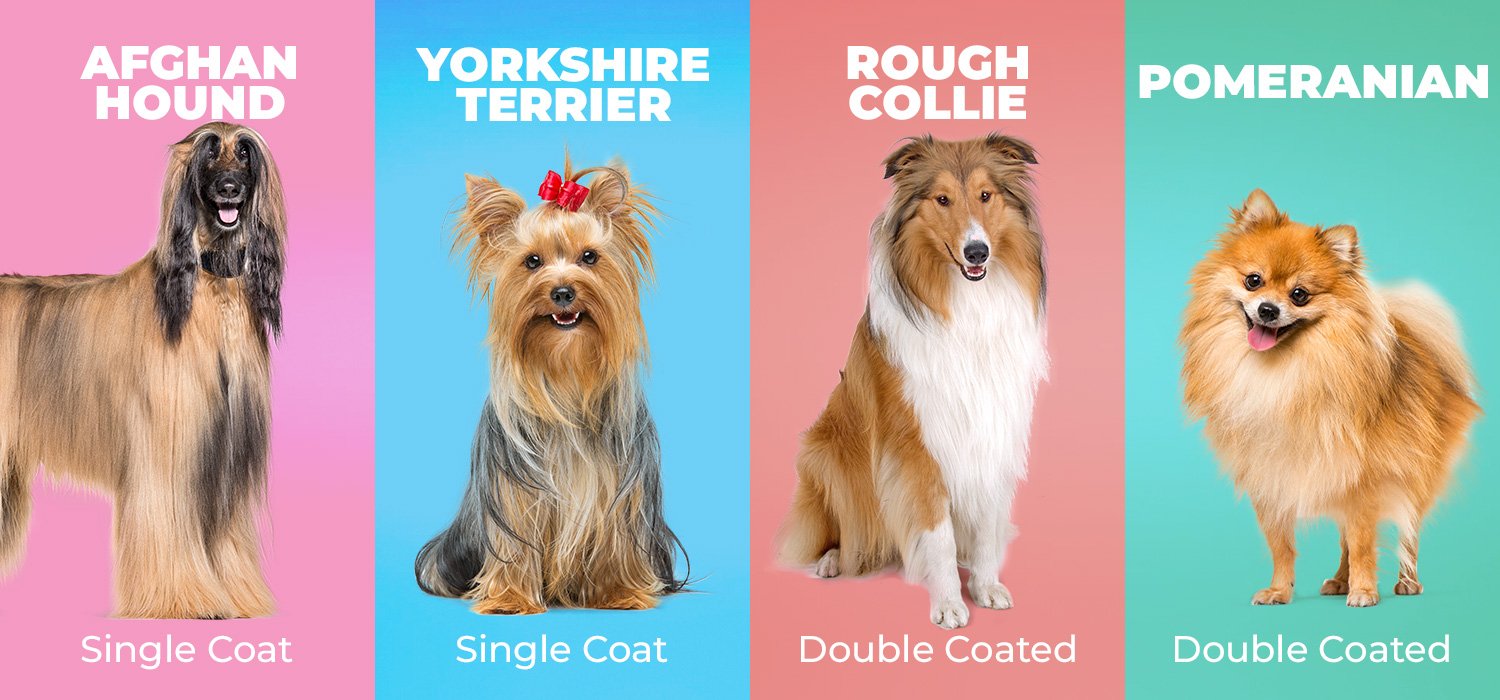 afghan hound, yorkshire terrier, rough collie