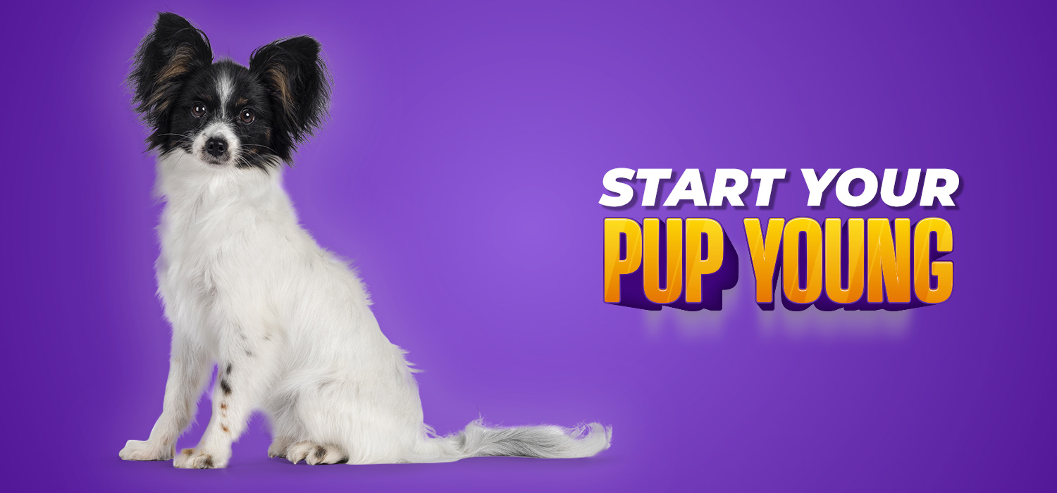 dog with start your pup young written