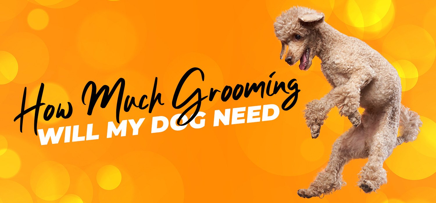 how much grooming will my dog need