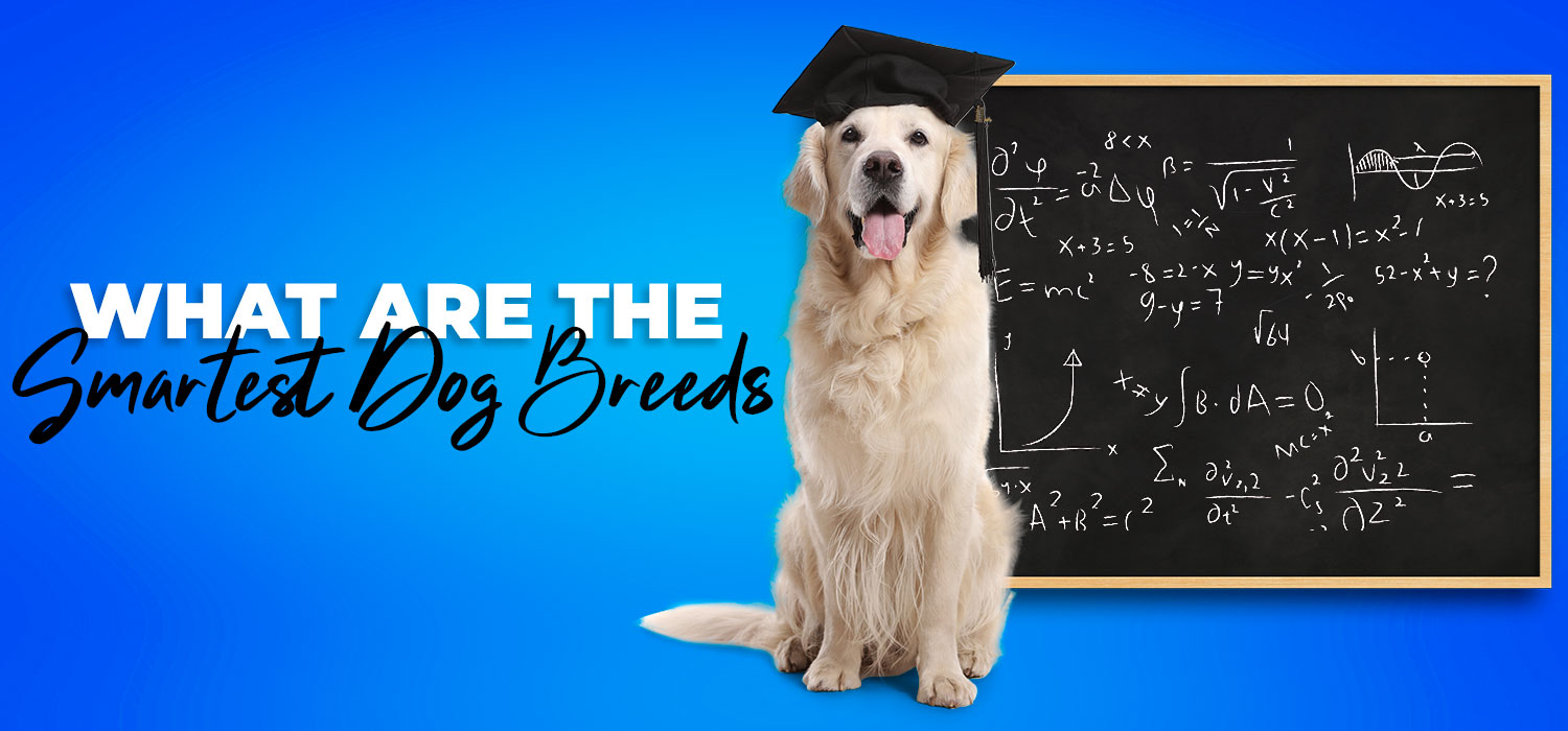 Dog chalkboard What are the Smartest Dog Breeds? 