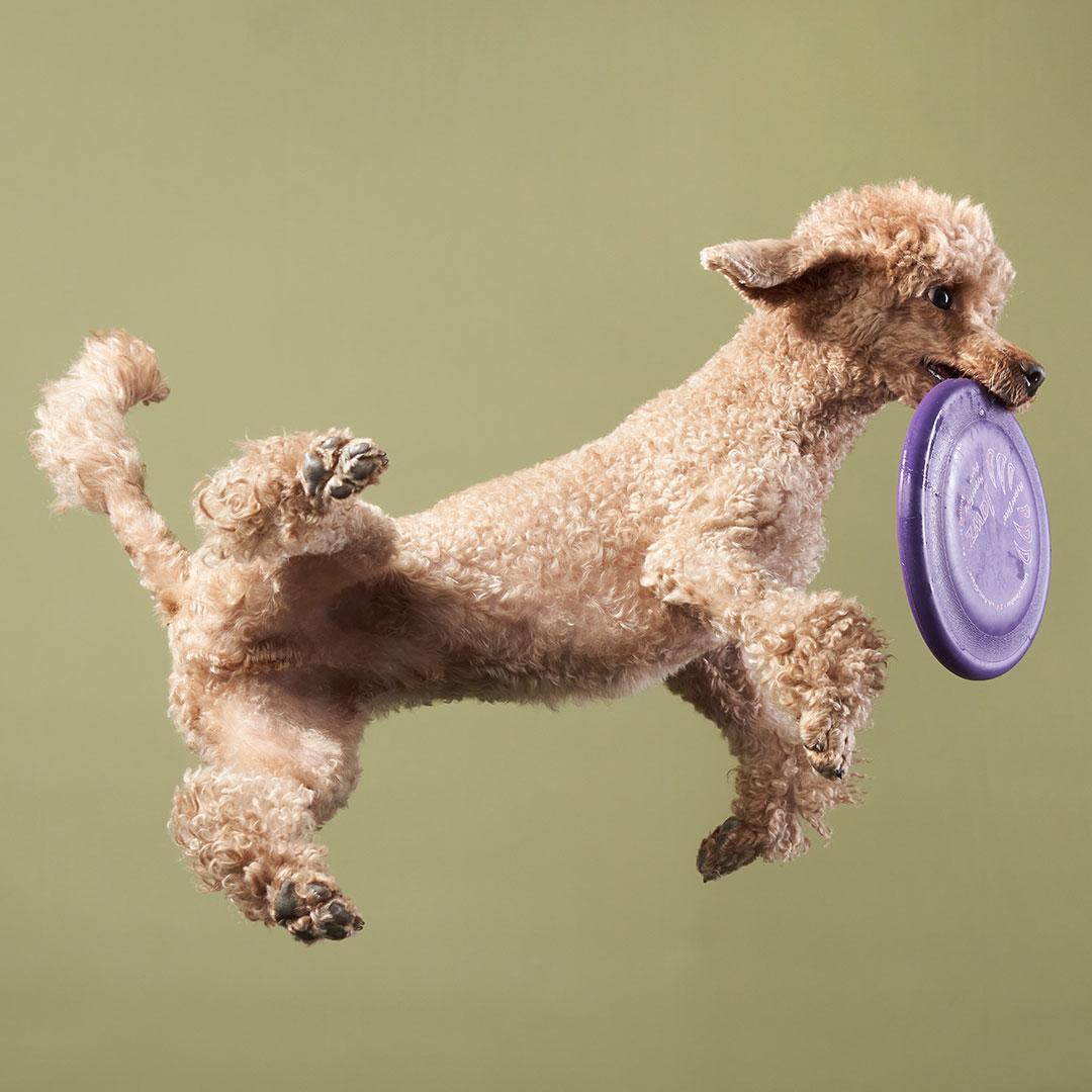 Jumping Toy Poodle Frisbee