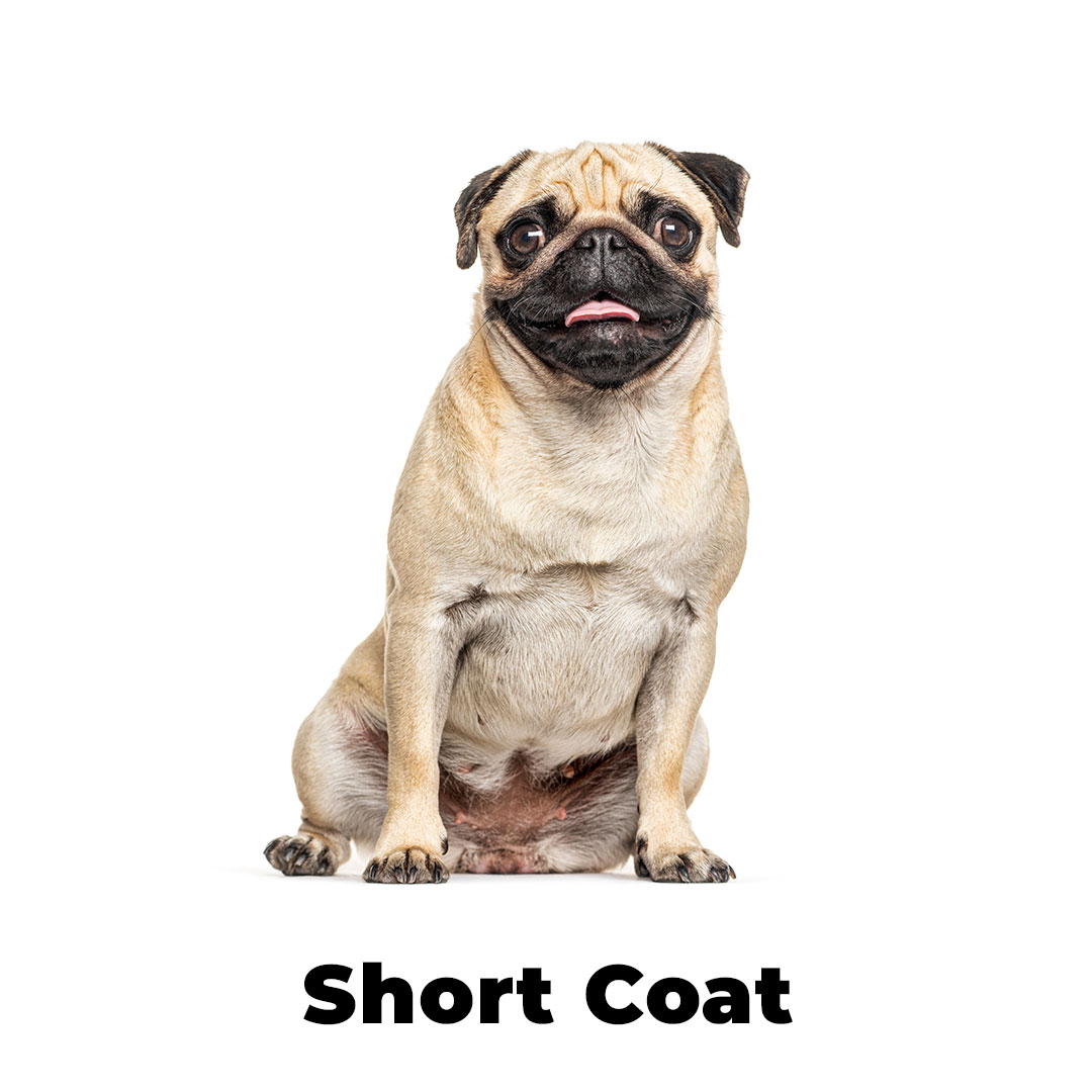 Short Coat