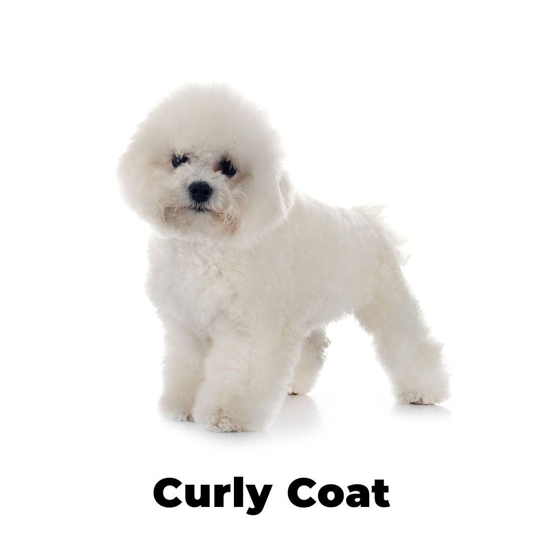 Curly Coat