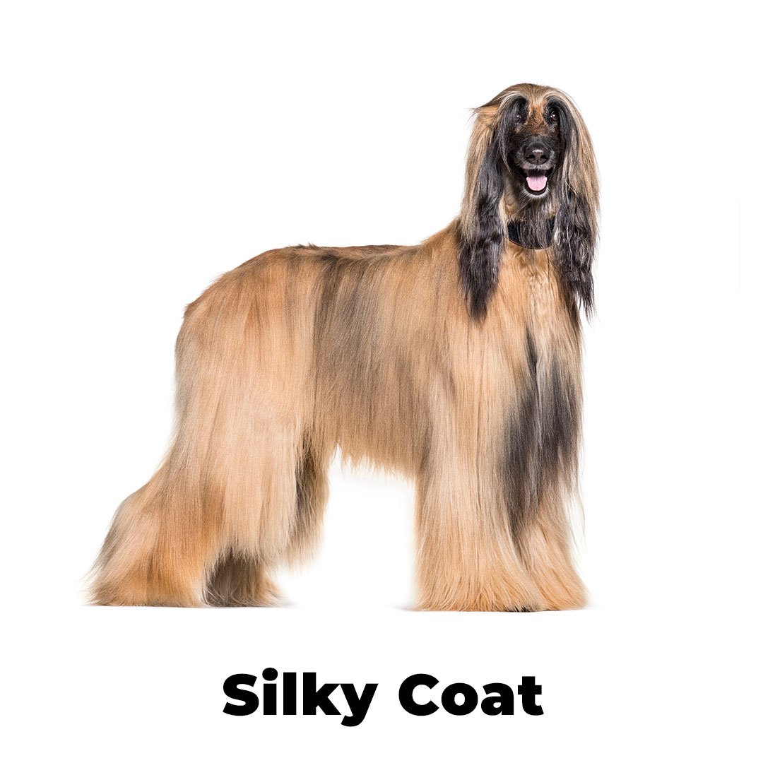 Silky coated hot sale dog breeds