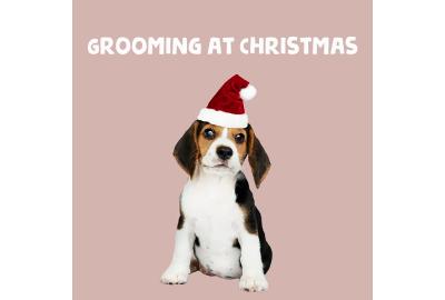 Blog - How to find the Perfect Groomer this Christmas 