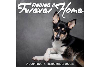 Finding a Furever Home – Rehoming and Adopting Dogs