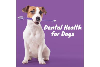 Pet Dental Health Month- Dental Hygiene Blog