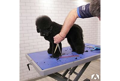 Care and Maintenance for my Grooming Scissors