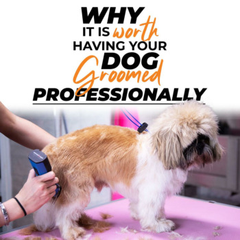 Maria Bjorn: Why its worth having your dog groomed professionally