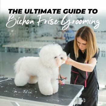 The Ultimate Guide to Bichon Frise Grooming: Tips, Techniques, and Essential Tools