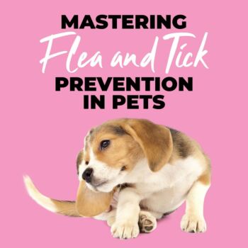 Mastering Flea and Tick Prevention in Dogs