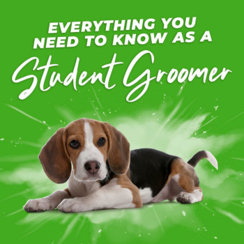 Everything you need to know as a student dog groomer