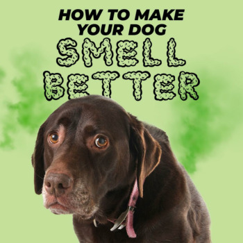 How to Make Your Dog Smell Better