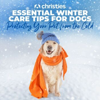 Essential Winter Care Tips for Dogs: Protecting Your Pet from the Cold