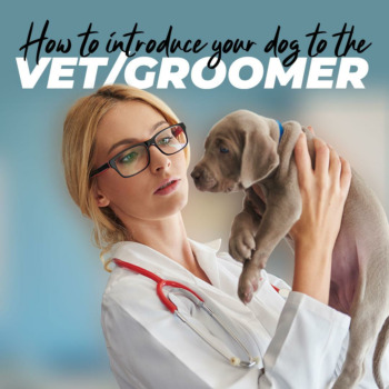 How to Introduce Your Dog to the Vet/Groomer