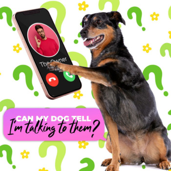 Can My Dog Tell I’m Talking to Them?