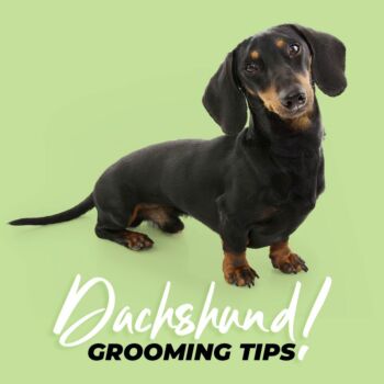 Top Tips for Grooming your Dachshund 