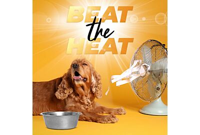 Beat the Heat! Keeping your dogs cool this Summer