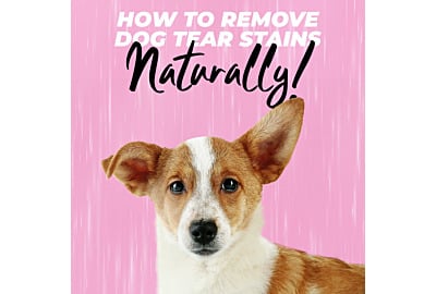 How to Remove Dog Tear Stains Naturally 